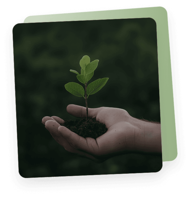 A hand holding a plant